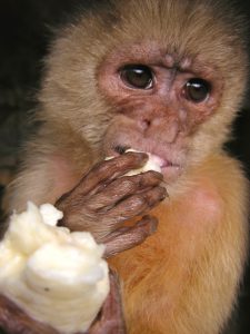 A primate eating a banana at the Granja 21 Restaurant and Zoo, Lima.