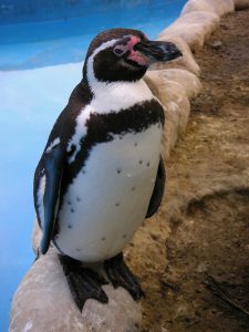 A Humboldt penguin at the Granja 21 Restaurant and Zoo, Lima.